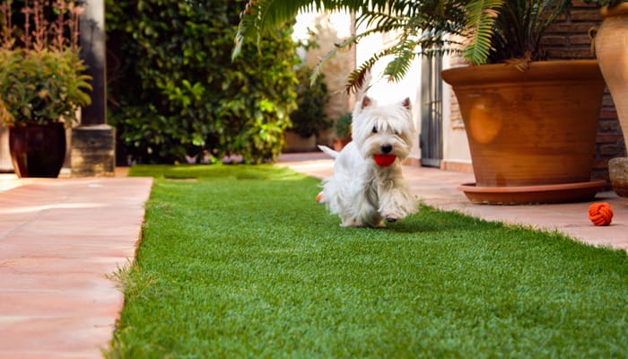 Perro en jardin cesped artificial